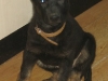 Cera ( Doran x Tosca ) A